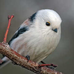 Синиця довгохвоста (Aegithalos caudatus)