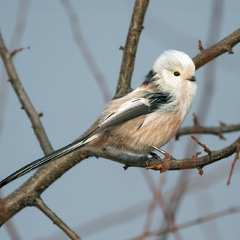 Синиця довгохвоста (Aegithalos caudatus)