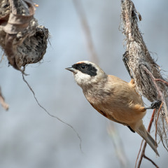 Ремез звичайний (Remiz pendulinus)