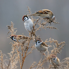 Про горобчиків