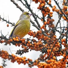Зеленяк звичайний (Chloris chloris)