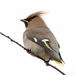 Омелюх звичайний (Bombycilla garrulus)