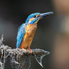 Рибалочка блакитний (Alcedo atthis)