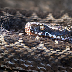 Гадюка степова, або гадюка Ренарда (Vipera renardi)