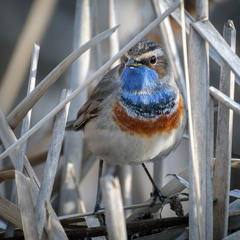 Мешканець рогозових чагарів.