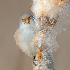 Синиця вусата, самка (Panurus biarmicus)