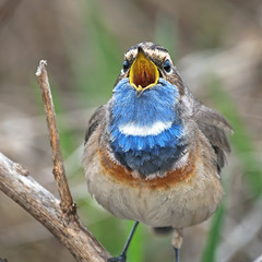 Ранковий співак