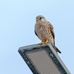 Боривітер звичайний (Falco tinnunculus)