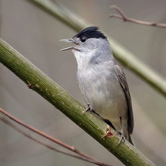 Кропив'янка чорноголова (Sylvia atricapilla)