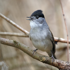 Кропив'янка чорноголова (Sylvia atricapilla)