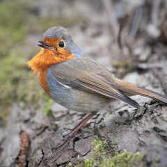 Вільшанка (Erithacus rubecula)