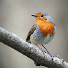 Вільшанка (Erithacus rubecula)