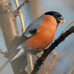 Снігур (Pyrrhula pyrrhula)