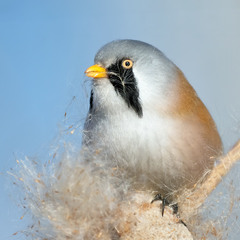 Синиця вусата, самець (Panurus biarmicus)