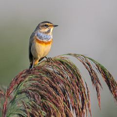 Синьошийка (Luscinia svecica)