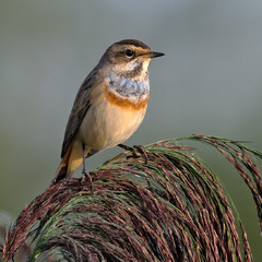 Синьошийка (Luscinia svecica)