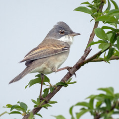 Кропив'янка сіра (Curruca communis)