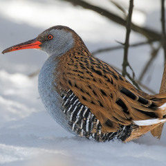 Пастушок водяний (Rallus aquaticus)