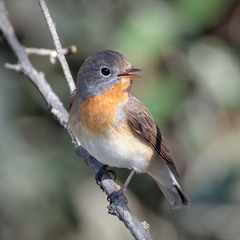 Мухоловка мала, самець (Ficedula parva)