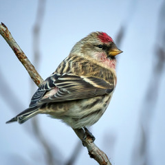Чечітка звичайна, самець (Acanthis flammea)