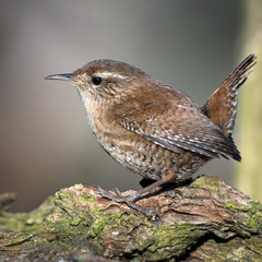 Волове очко (Troglodytes troglodytes)