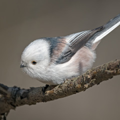 Синиця довгохвоста (Aegithalos caudatus)
