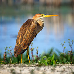 Чапля руда (Ardea purpurea)