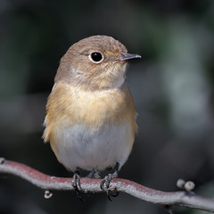 Мухоловка мала, молодий самець (Ficedula parva)