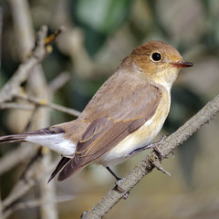 Мухоловка мала, самка (Ficedula parva)
