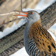 Певно весну кличе...