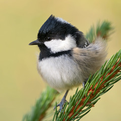 Синиця чорна (Periparus ater)