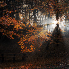 Осінь золотом малює