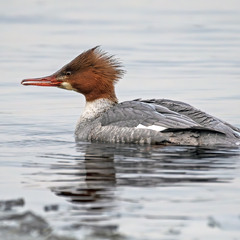 Зубата пташка! :)