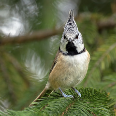 Бойова синиця