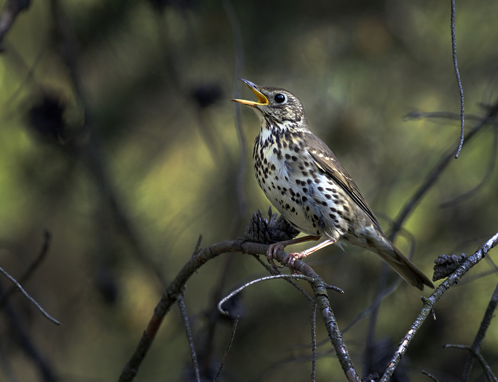 Дрозд. Певчий Дрозд. Певчий Дрозд (turdus philomelos). Серый певчий Дрозд. Алтайский заповедник певчий Дрозд.