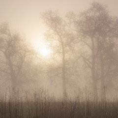 В ранковому тумані