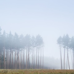 Из серии "Лес в тумане"
