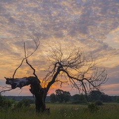 Одиноко стоящее дерево на рассвете