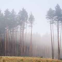 Из серии "Лес в тумане"