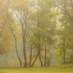 Осень туманная