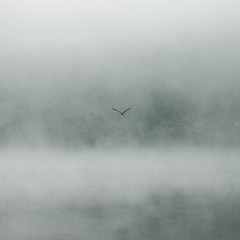 чайка в тумані