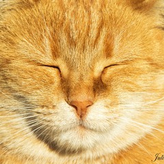 Хорошо поглаженный кот, усыпает:))))