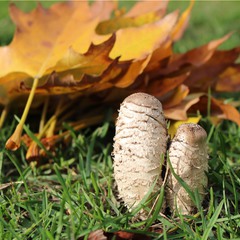 Если есть гриб «груздь», то должен же быть и гриб «радозть»:))))))