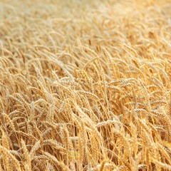 А пшеничное поле, когда дует ветер, шелестит....