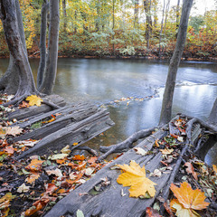 Тиша під кронами жовтня