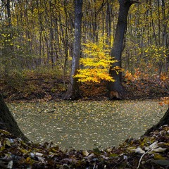 Тиша осіннього вечора