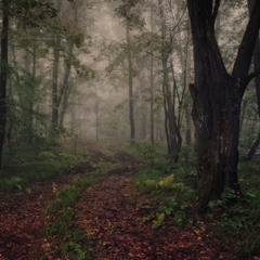 Тихо у лісі...