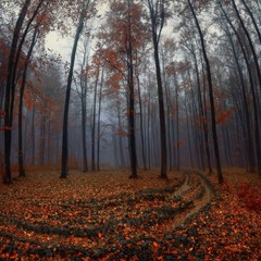 Осінь у лісі