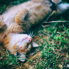 Коте в траве