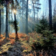 Ранкова, або, "Golden dust of eternity"